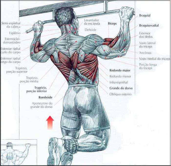 Músculos envolvidos durante a barra fixa